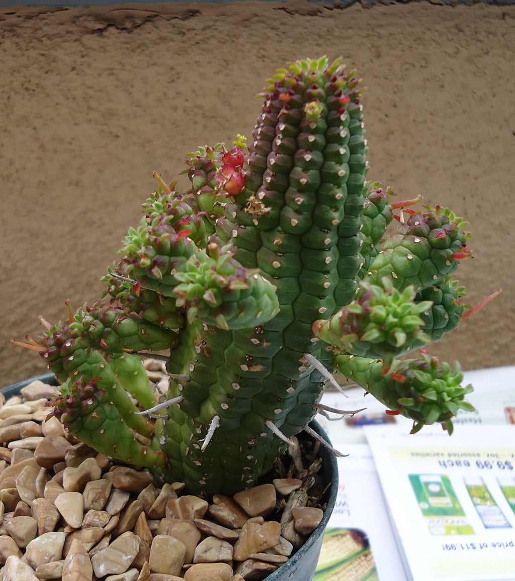 Corn Cob Euphorbia (Euphorbia mammillaris), 4-Inch Pot