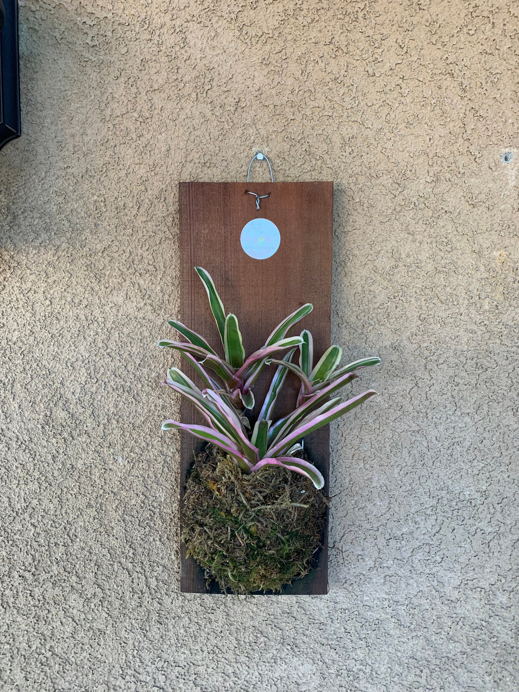 Neoregelia Donger Wood Plank Mounted Houseplants