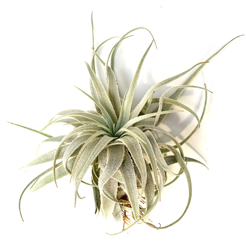 Tillandsia Gardneri v Rupicola Rare Air Plants