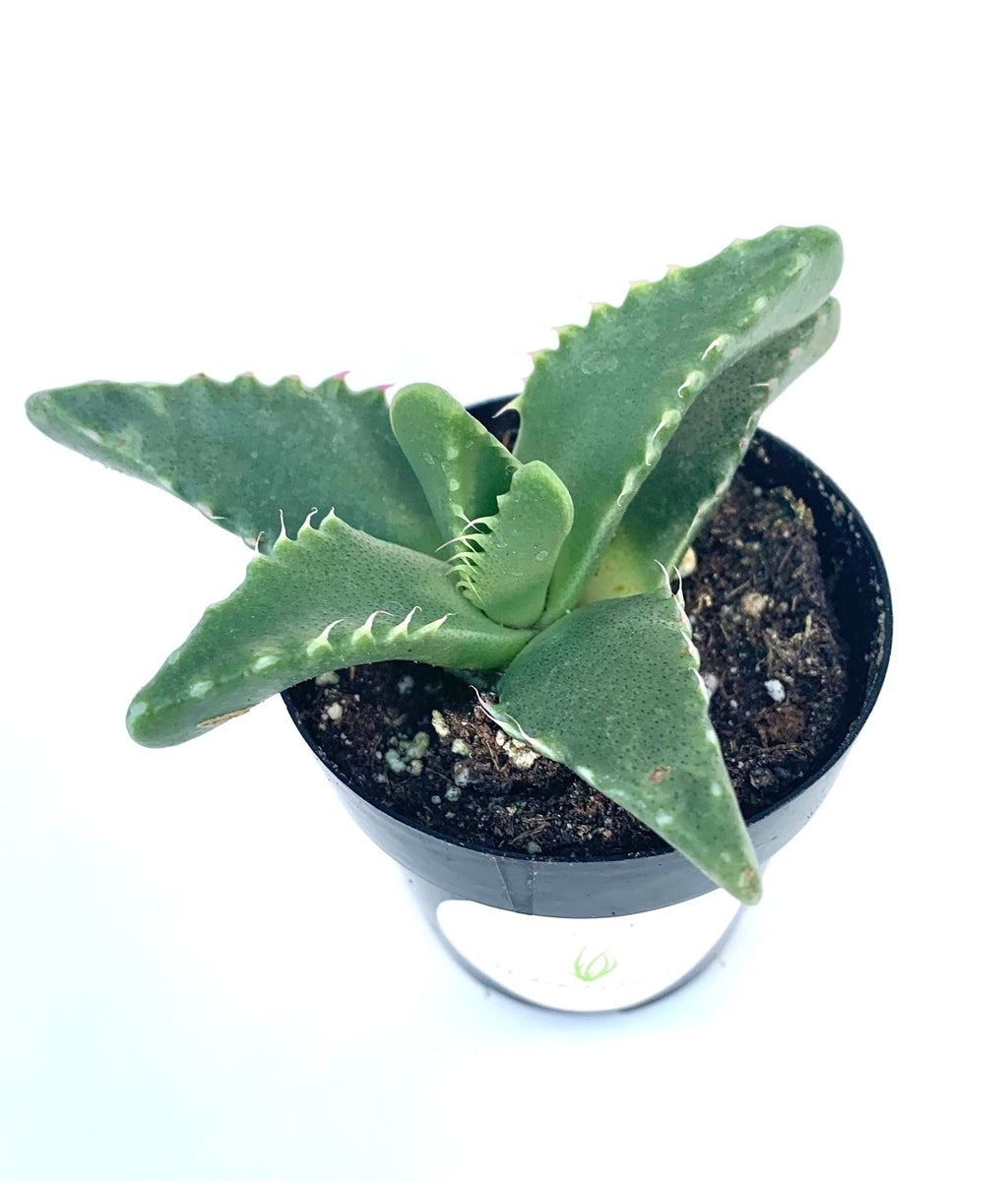 Small potted Tiger Jaw Faucaria tigrina succulent plant on a white background