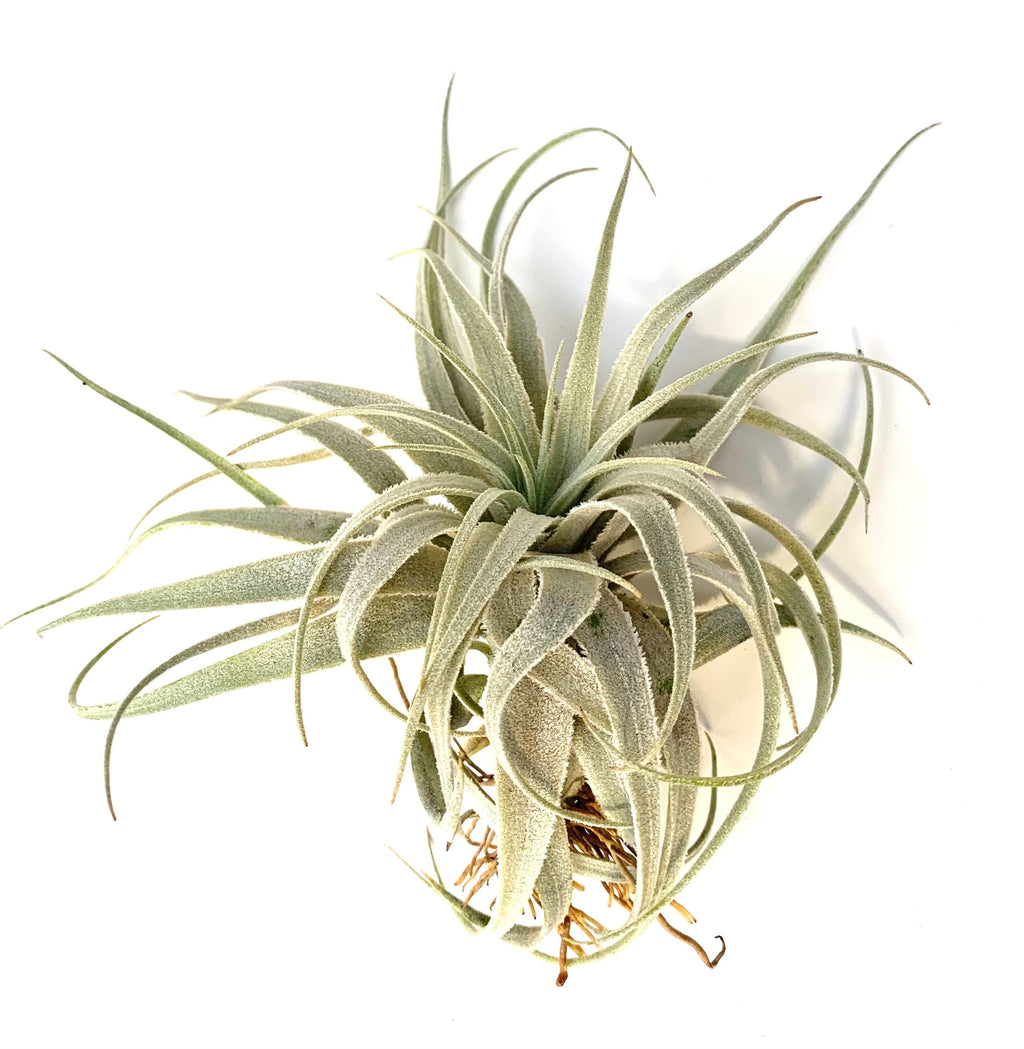 Tillandsia Gardneri v Rupicola Rare Air Plants
