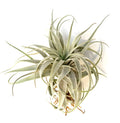 Tillandsia Gardneri v Rupicola Rare Air Plants
