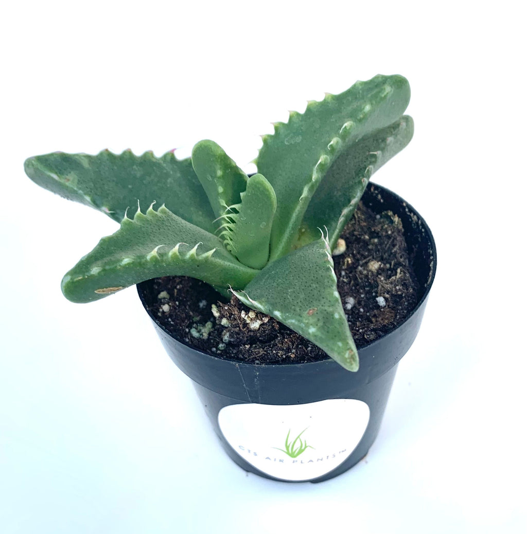 Potted Tiger Jaw Faucaria tigrina succulent plant with a white background