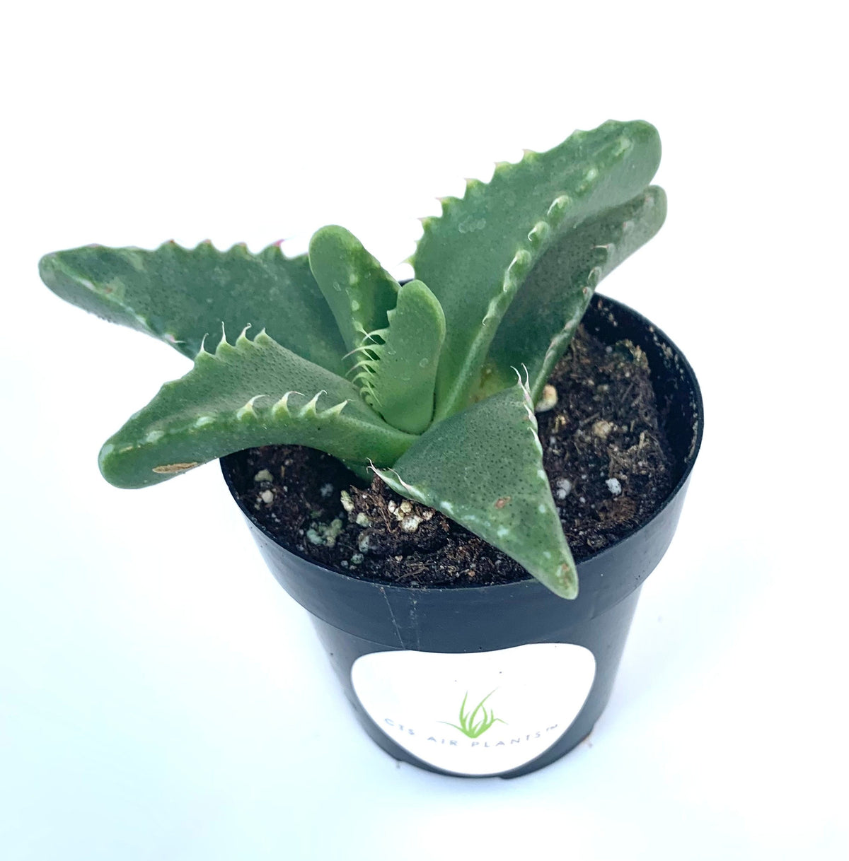 Potted Tiger Jaw Faucaria tigrina succulent plant with a white background