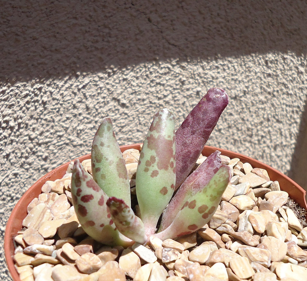 Plover Eggs Adromischus festivus