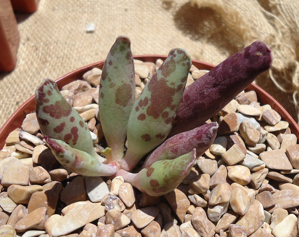 Plover Eggs Adromischus festivus