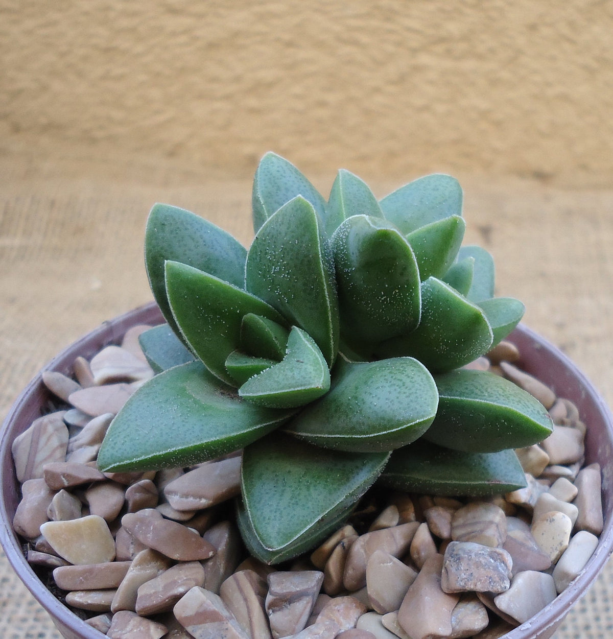 Green crassula springtime succulent plant in a pot with pebbles on a wooden surface