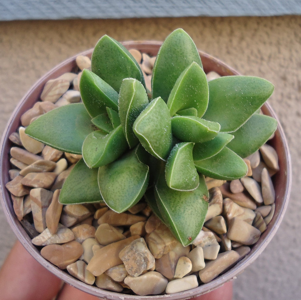 Small crassula springtime succulent plant in a pot with decorative pebbles on a neutral background