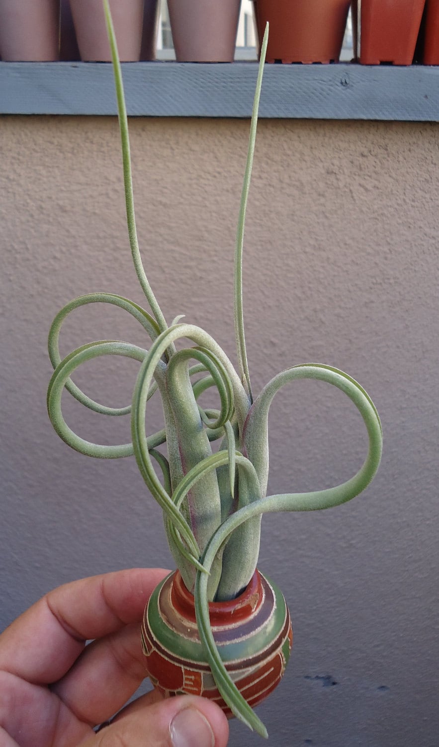 Tillandsia Intermedia Air Plants