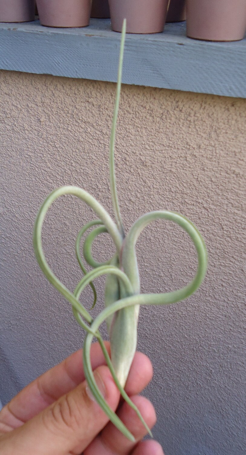 Tillandsia Intermedia Air Plants