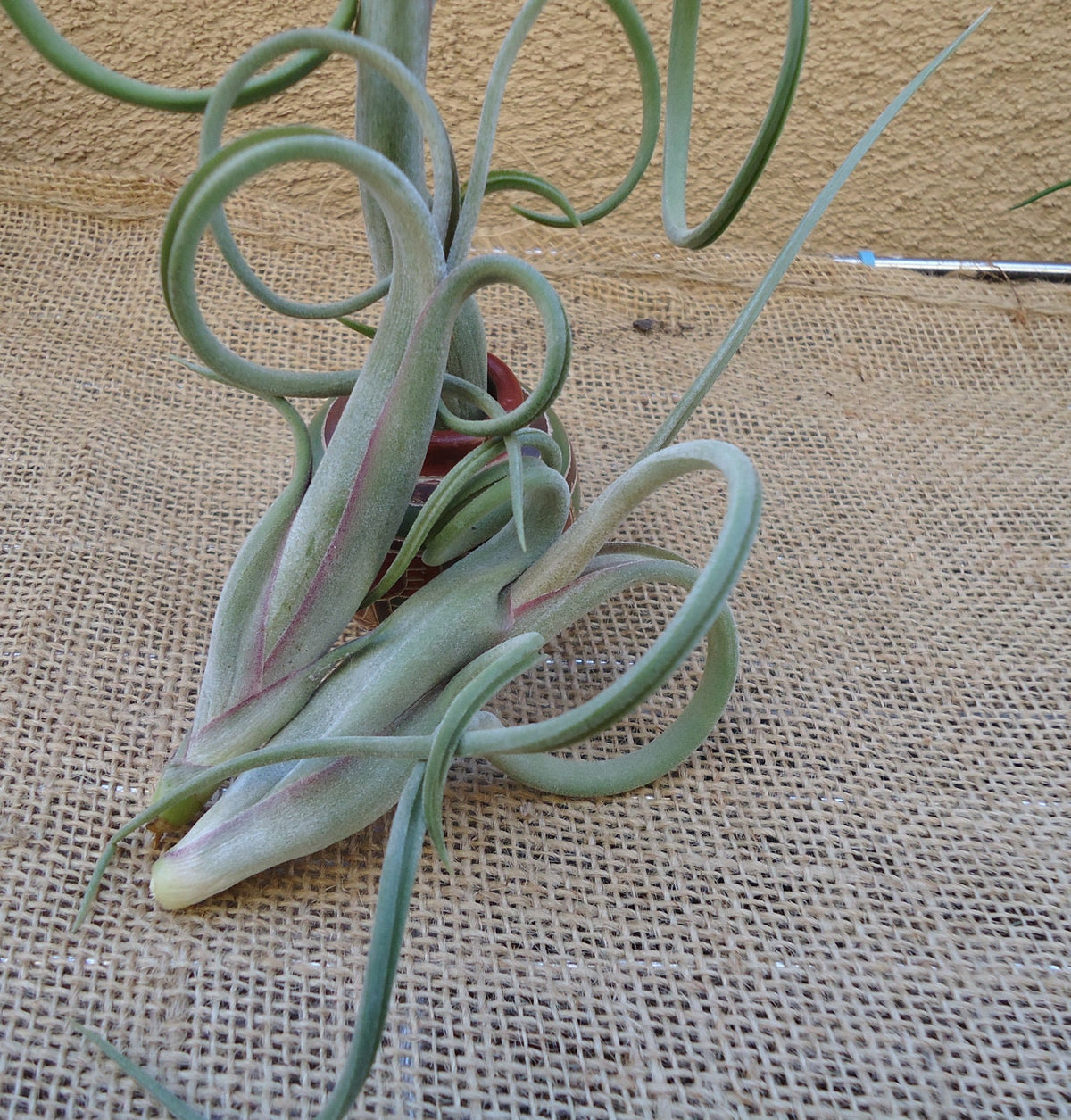 Tillandsia Intermedia Air Plants