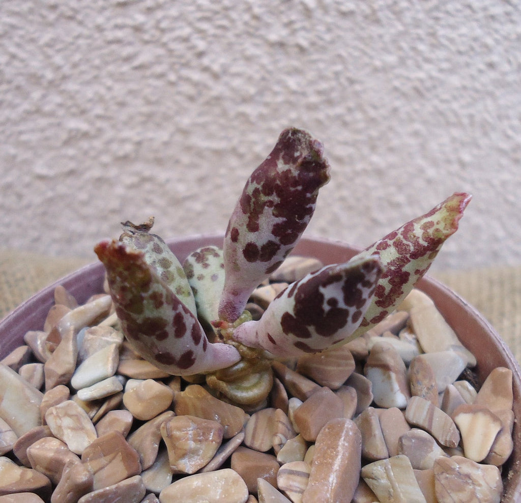 Plover Eggs Adromischus festivus