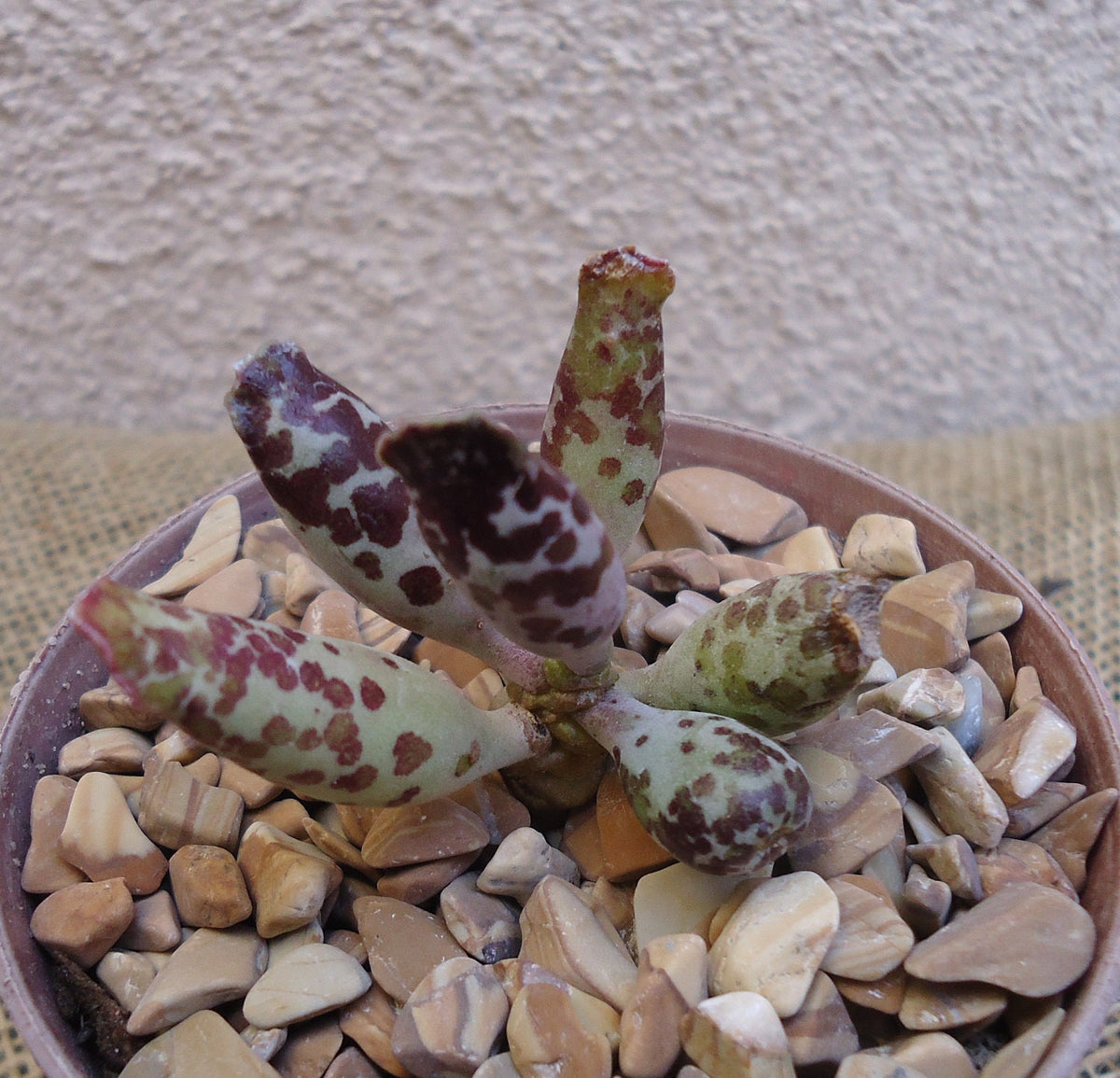 Plover Eggs Adromischus festivus