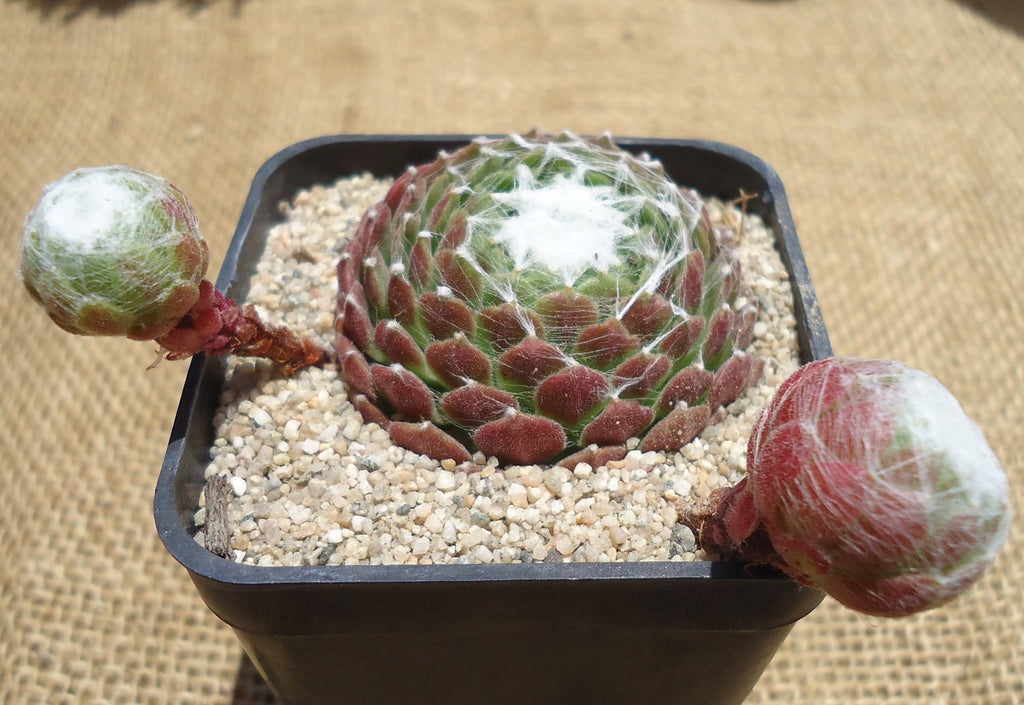 Sempervivum Cebenese succulent plant with pinkish-red outer leaves and a green center, covered with white spiderwebs, sitting in a black pot filled with small tan stones.