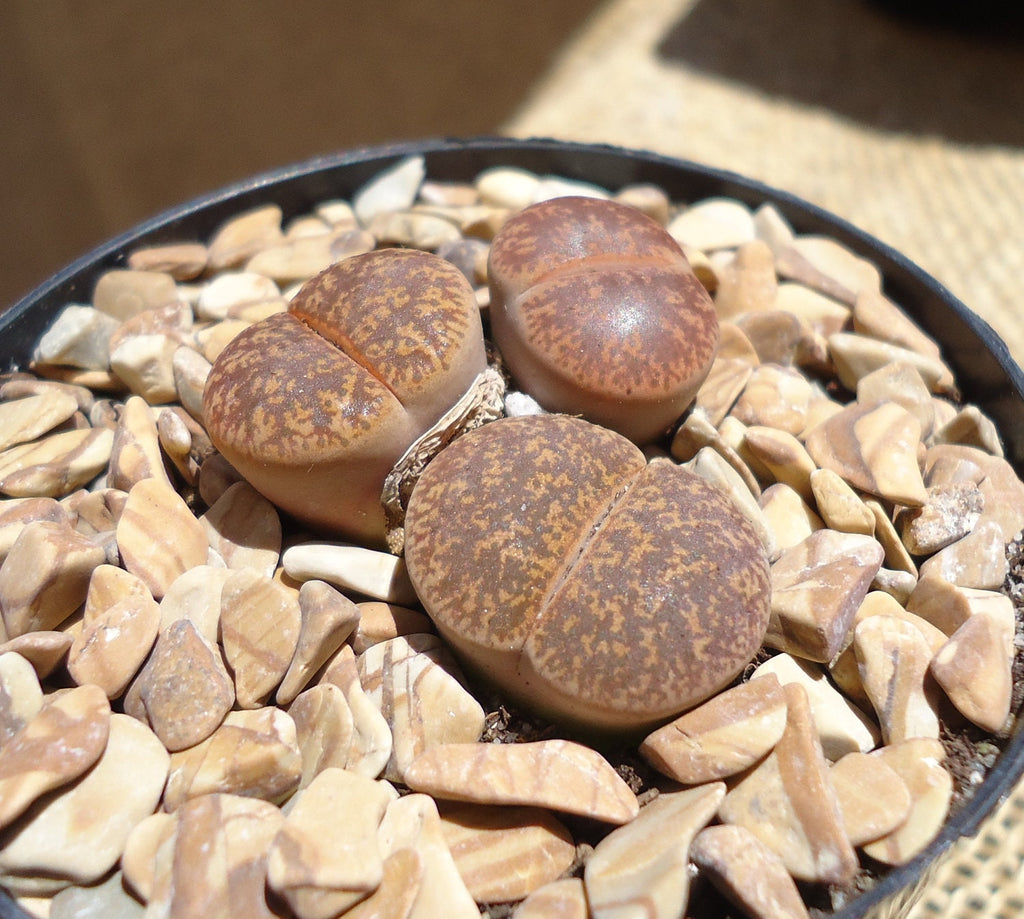 Lithops Lesliei Cluster Mimicry Succulents