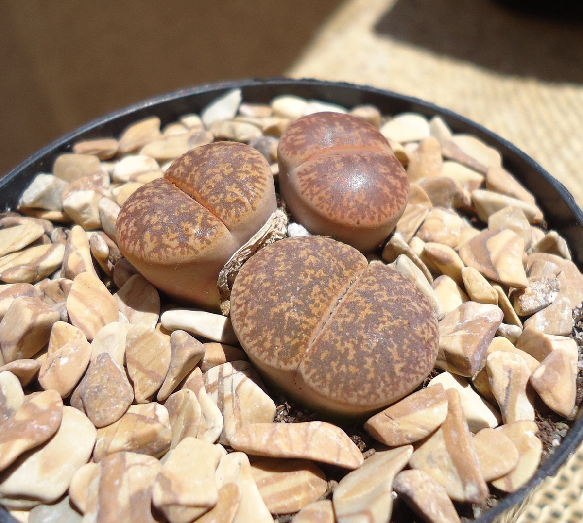 Lithops Lesliei Cluster Mimicry Succulents