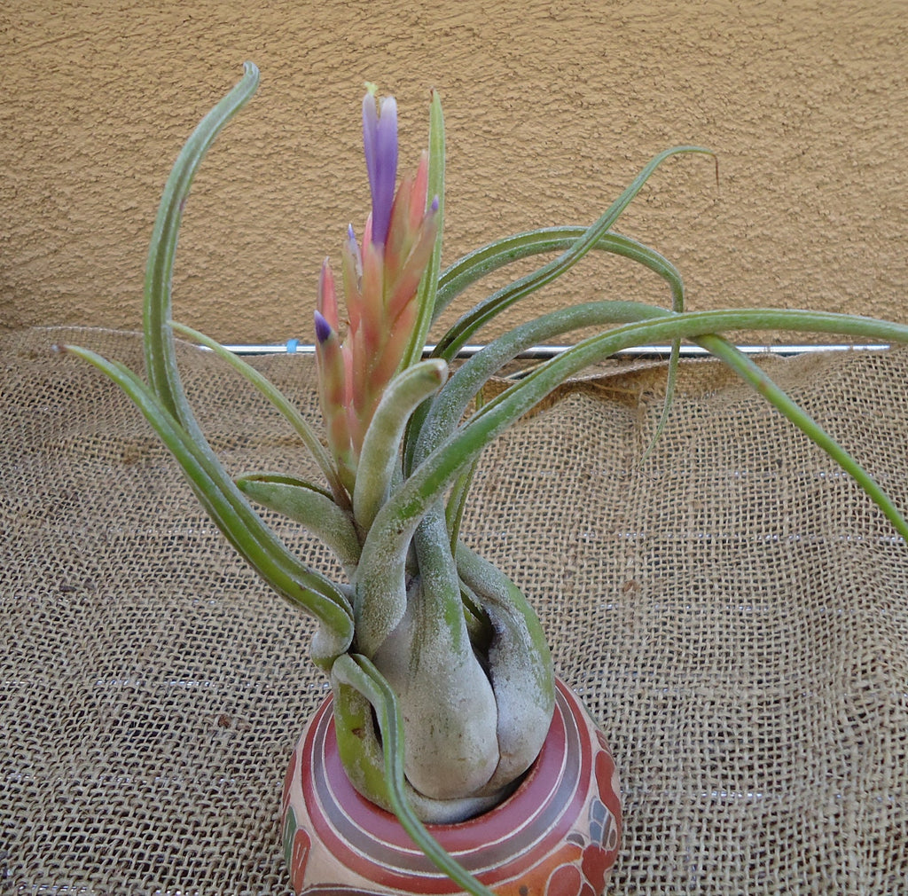Tillandsia Caput Medusae Large 6"+ Air Plants