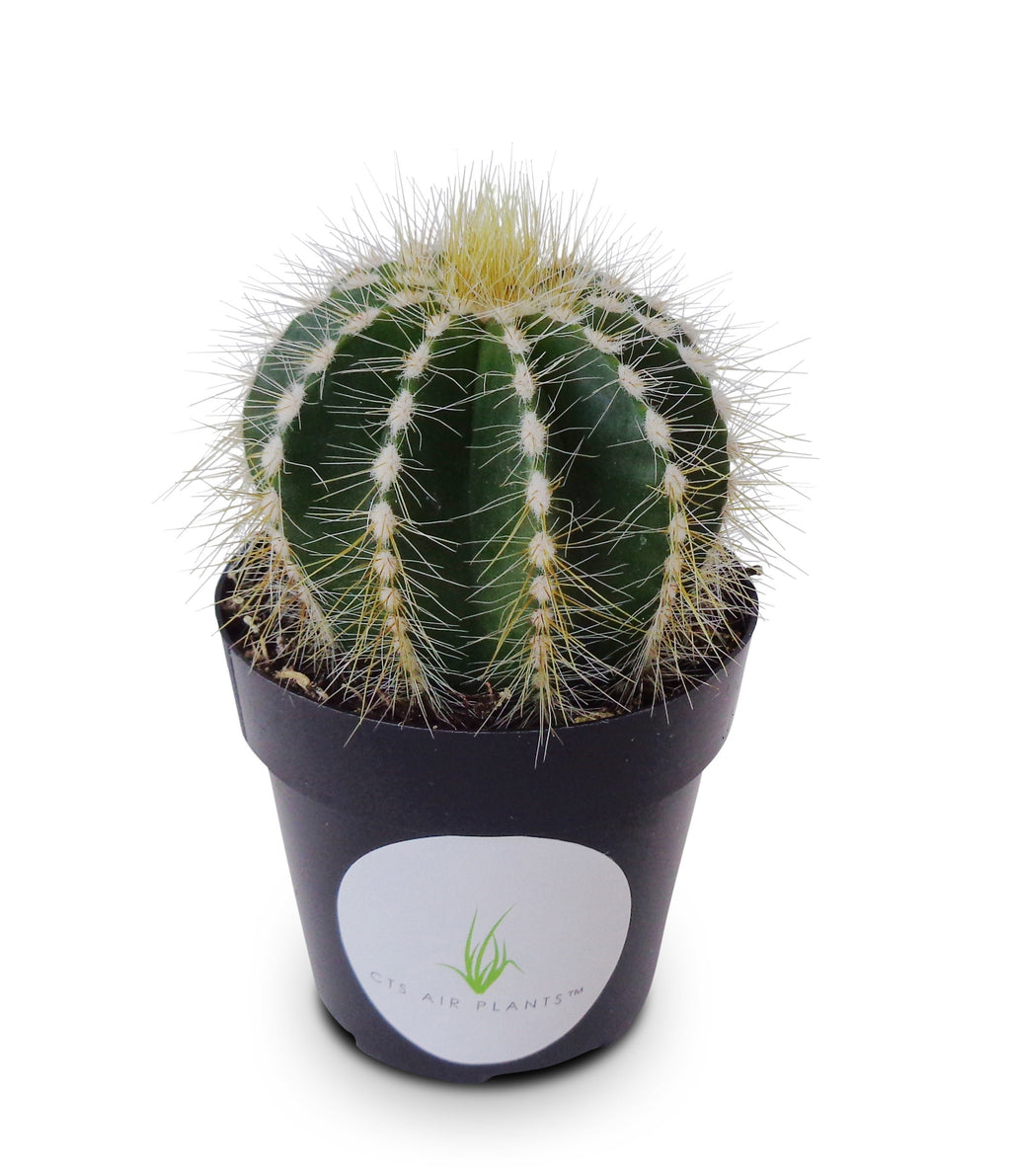 Potted yellow and green balloon cactus with a visible label on a white background