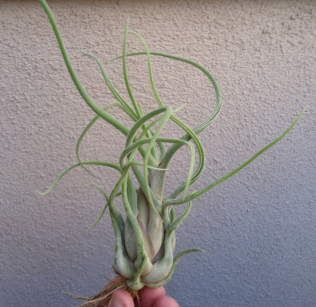 Tillandsia Caput Medusae Large 6"+ Air Plants