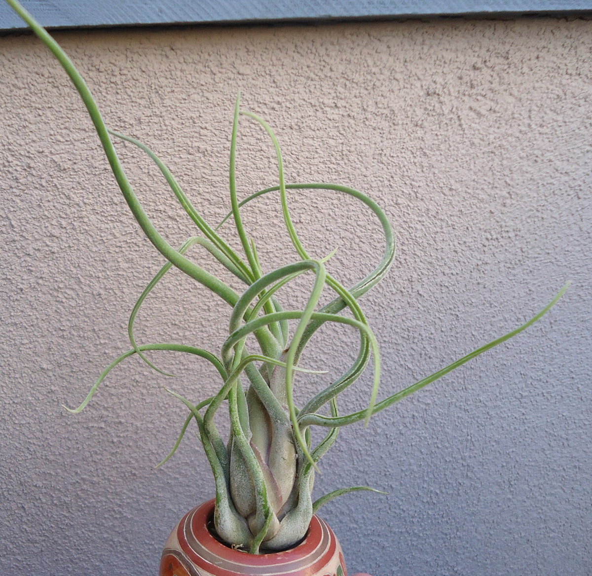 Tillandsia Caput Medusae Large 6"+ Air Plants