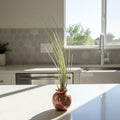 Potted juncea air plant with long green leaves against a textured wall.
