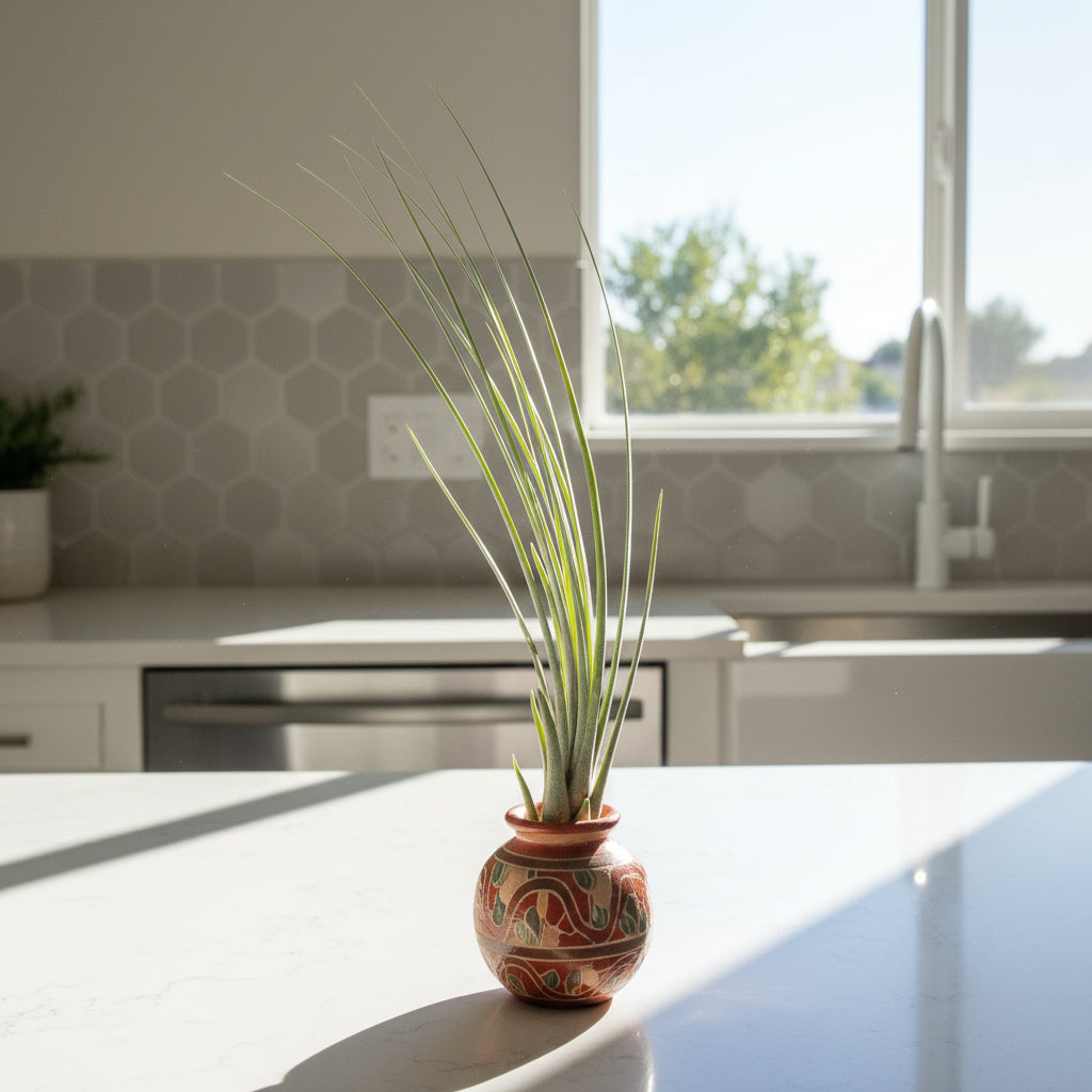 Potted juncea air plant with long green leaves against a textured wall.