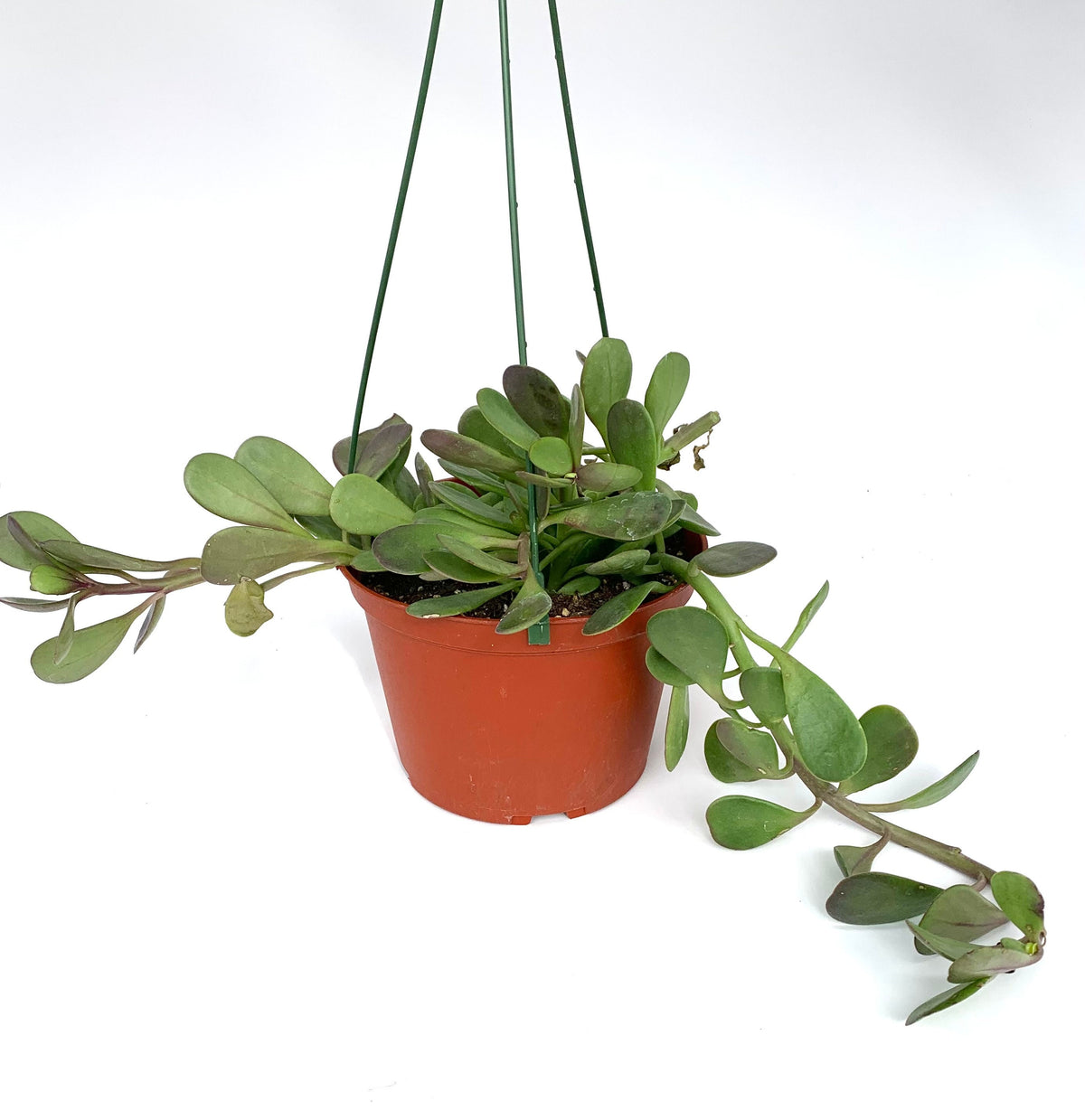 Purple Trailing Jade (Senecio jacobsenii), 6-Inch Hanging Basket