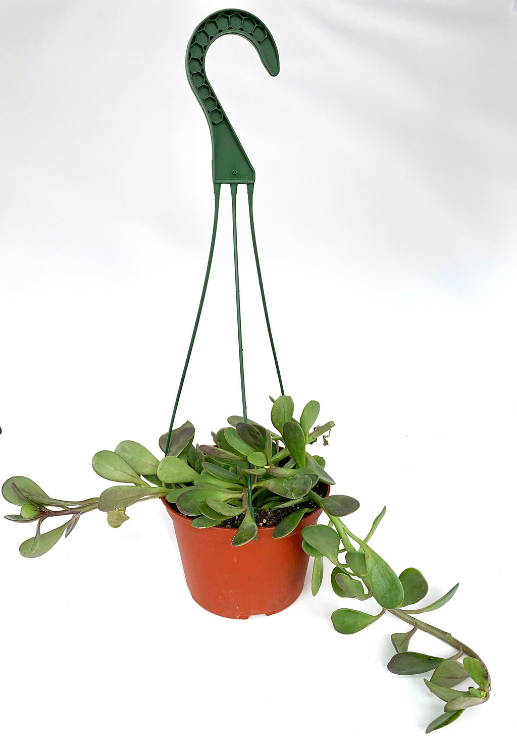 Purple Trailing Jade (Senecio jacobsenii), 6-Inch Hanging Basket
