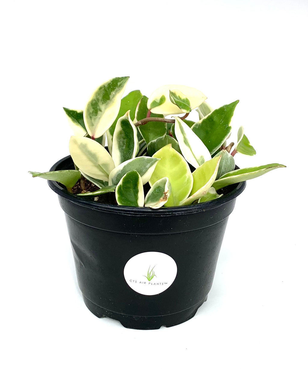 Potted plant with variegated leaves in a black pot on a white background