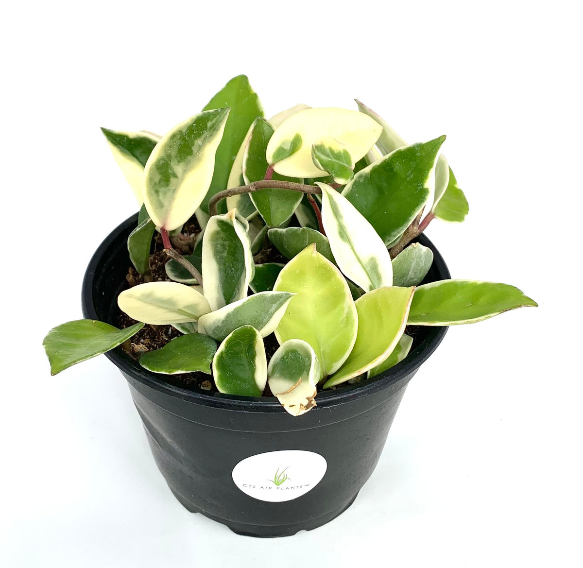 Potted plant with green and white leaves on a white background