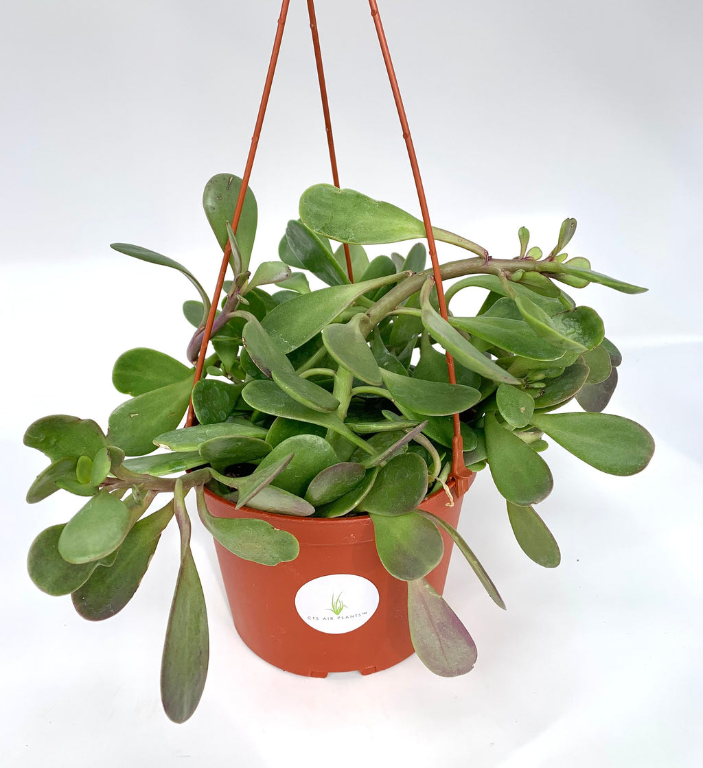 Purple Trailing Jade (Senecio jacobsenii), 6-Inch Hanging Basket