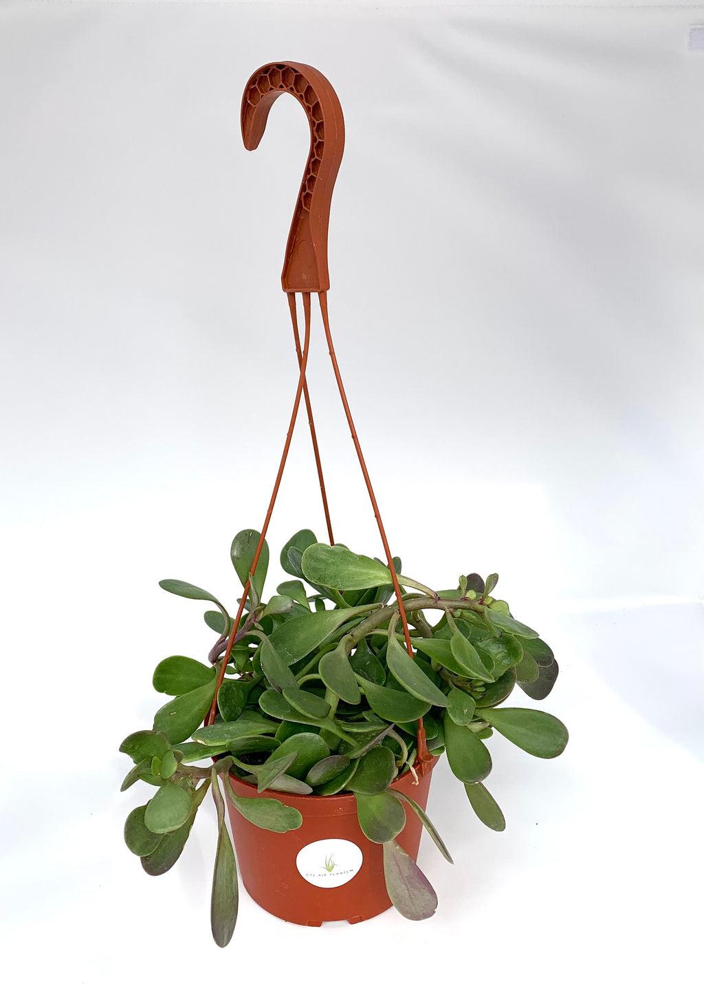 Purple Trailing Jade plantedin hanging pot, with fleshy oval green leaves and trailing stems
