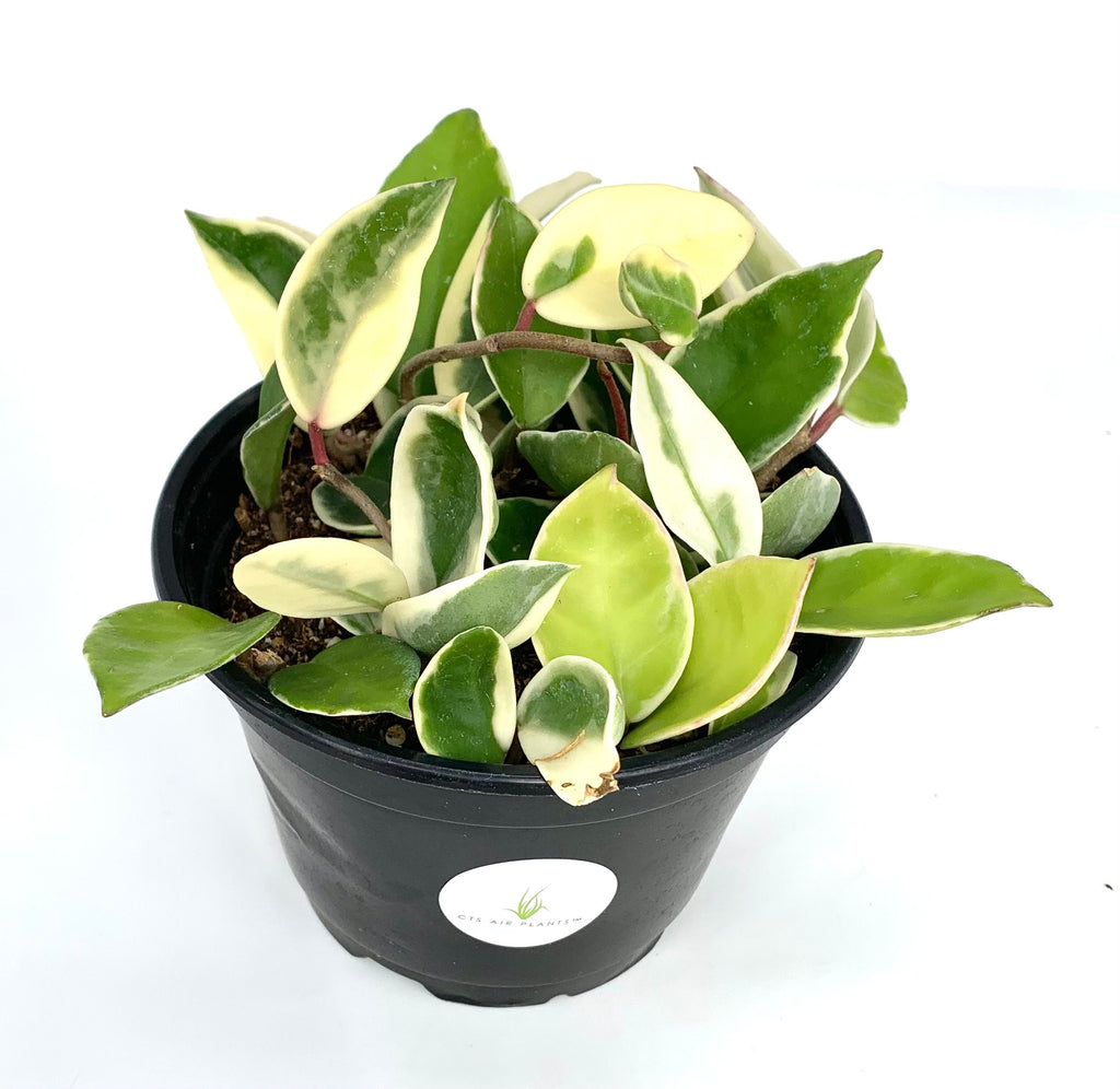 Potted plant with green and white leaves on a white background