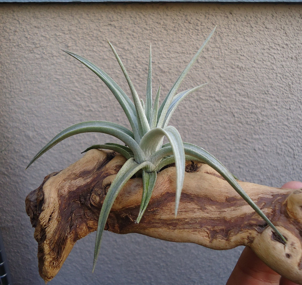 Tillandsia Ixioides Air Plants
