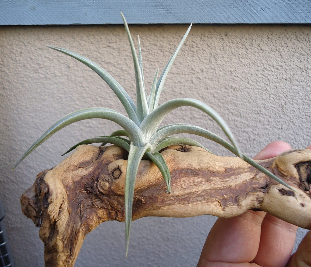 Tillandsia Ixioides Air Plants