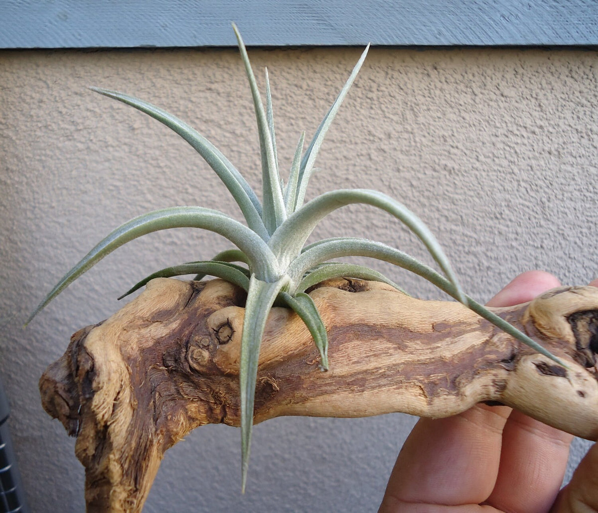Tillandsia Ixioides Air Plants