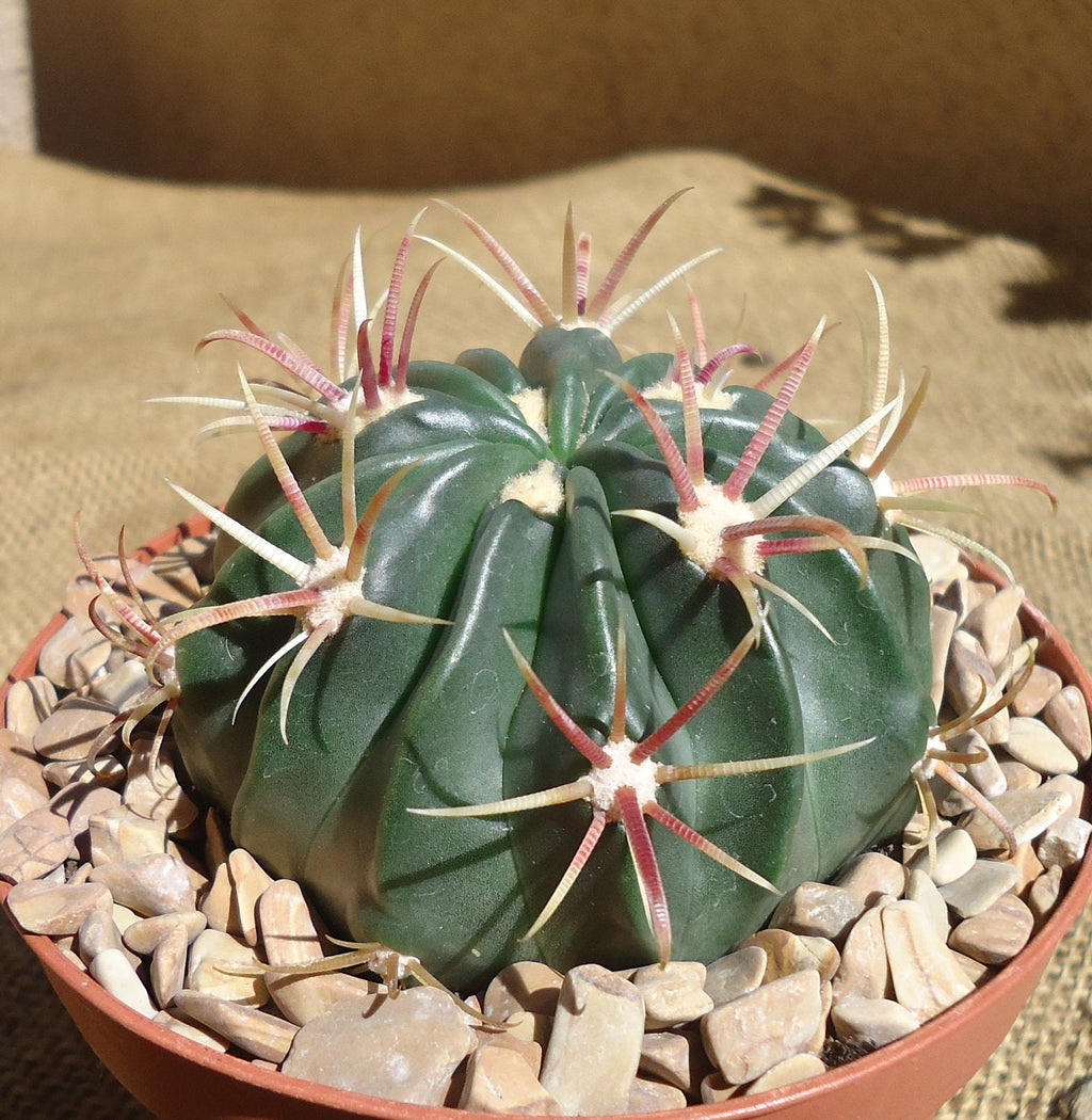 Green Devil’s Tongue Barrel Cactus cactus with spines in a pot on a textured surface