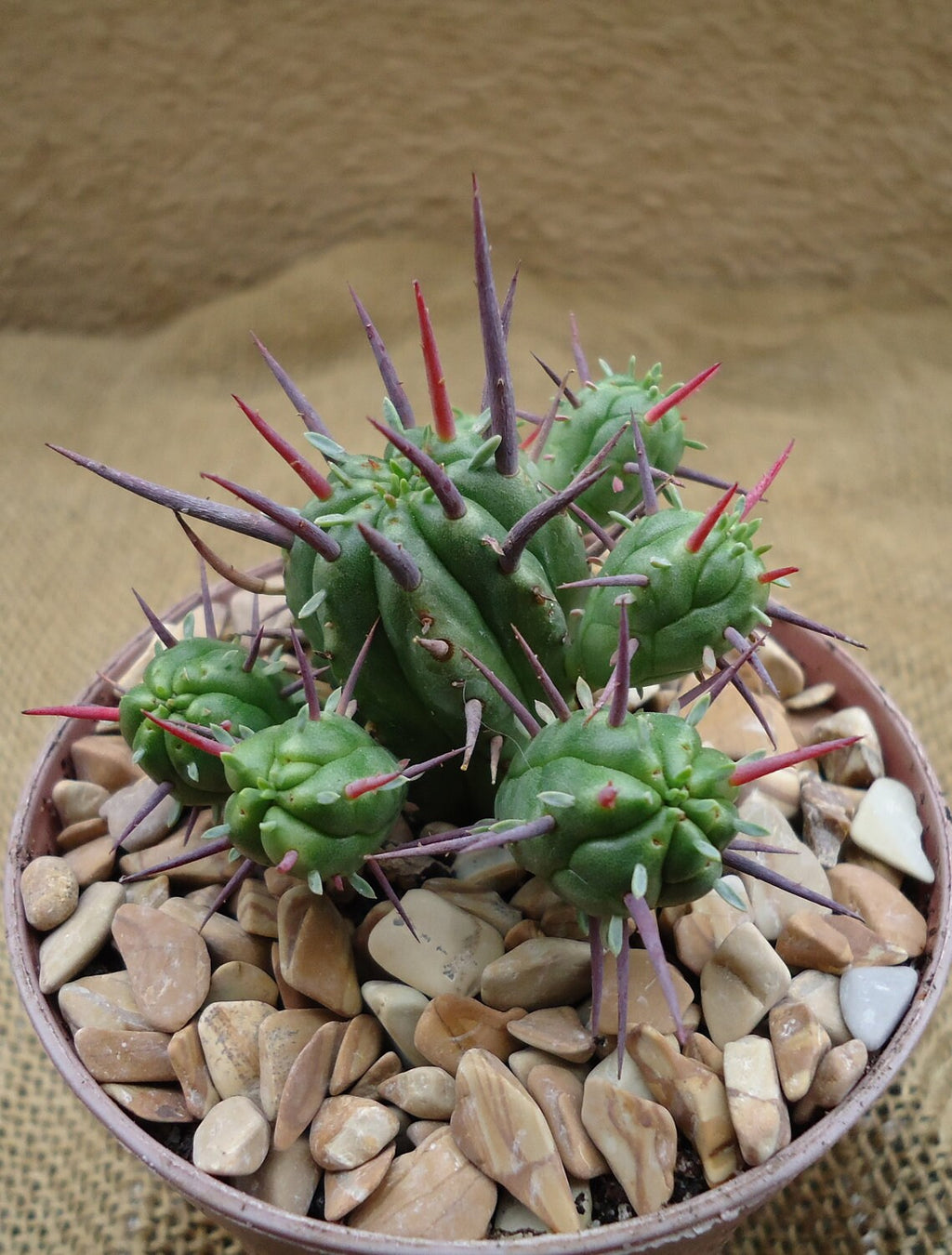 Pincushion Succulent Euphorbia Ferox Easy Care Houseplants, 2" Pot