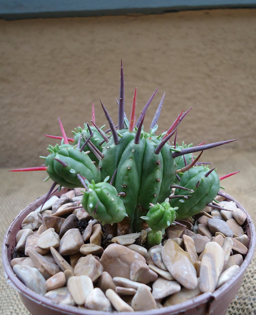 Pincushion Succulent Euphorbia Ferox Easy Care Houseplants, 2" Pot