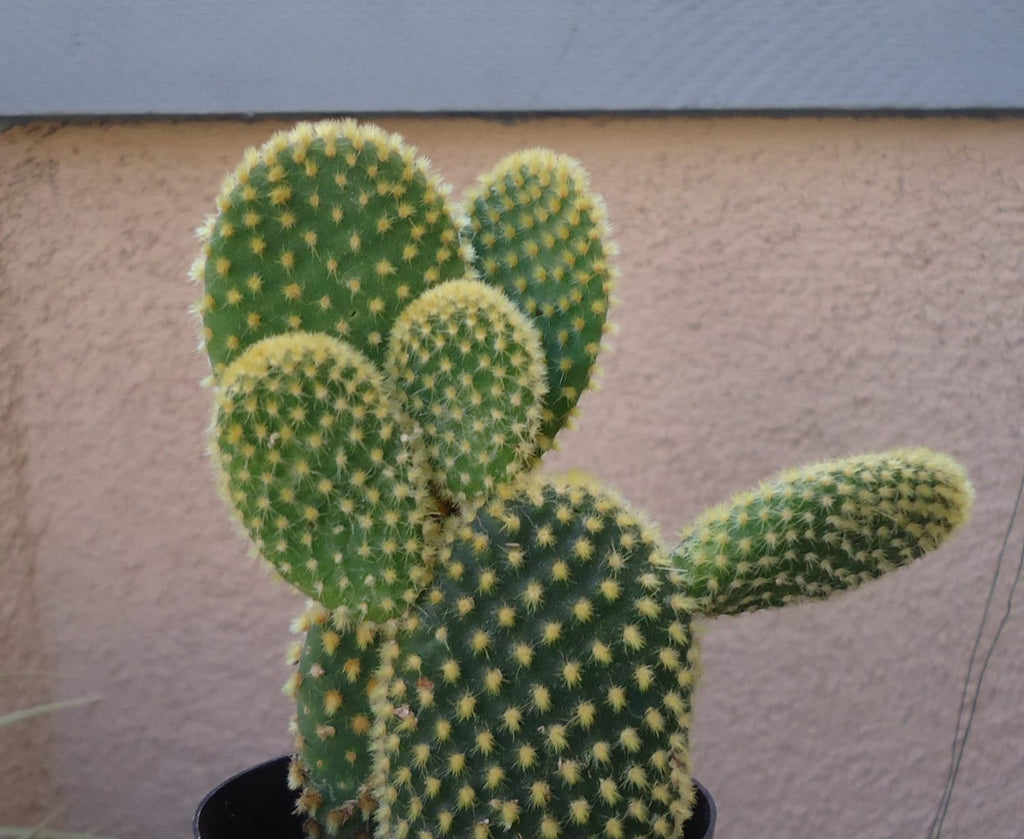 Bunny Ears Cactus Opuntia Microdasys, 4" Pot