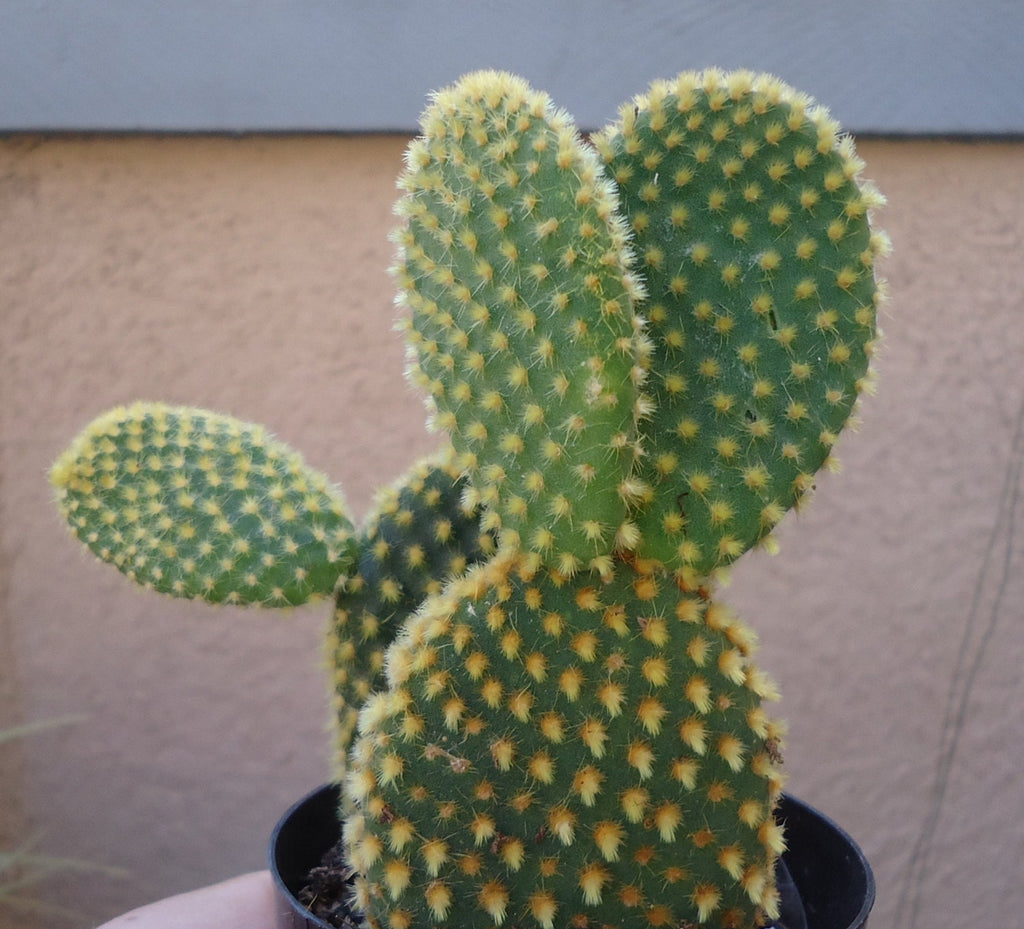 Bunny Ears Cactus Opuntia Microdasys, 4" Pot