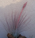 Large Tillandsia Juncea Air Plants 12-18" Tall