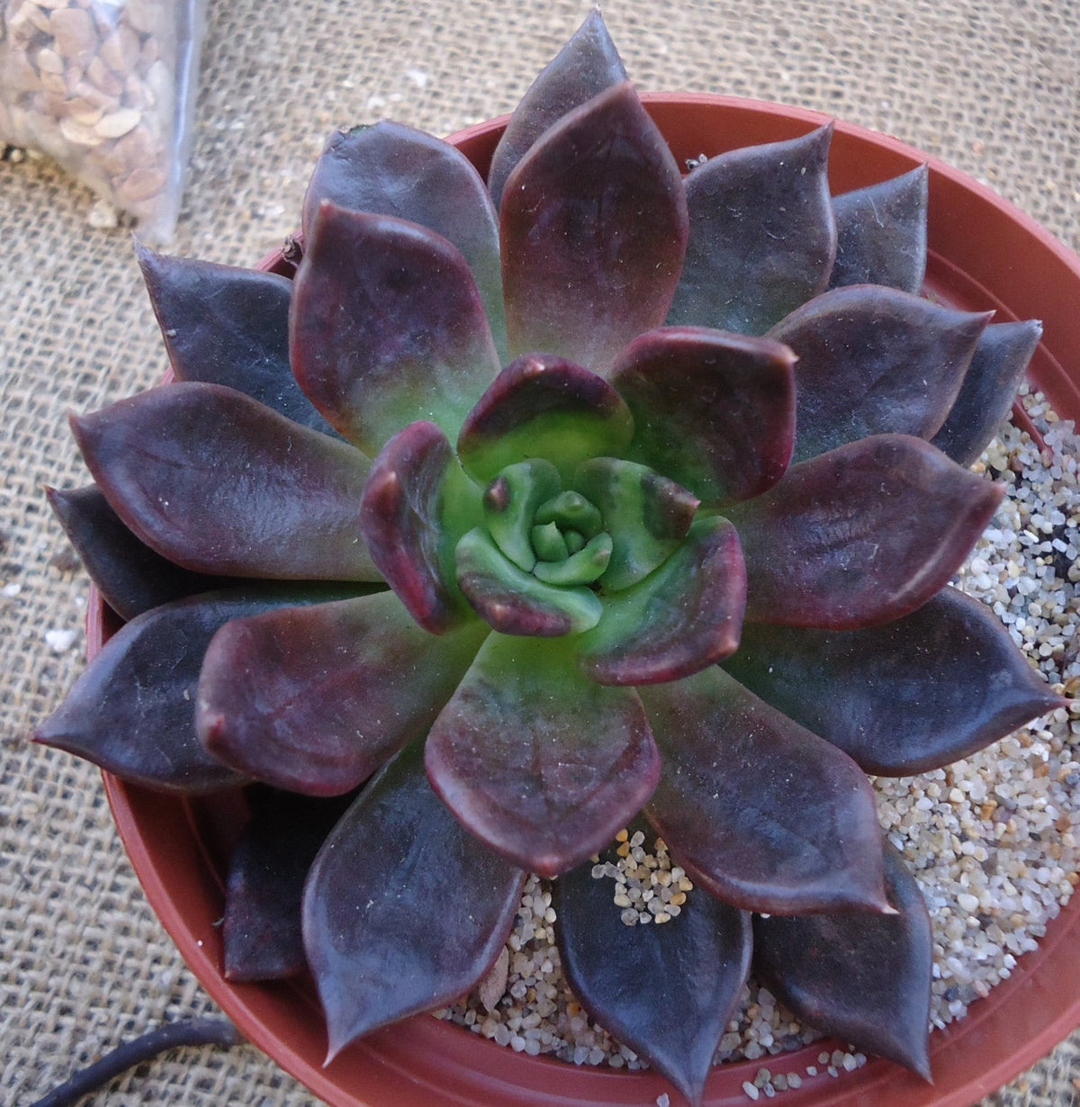 Echeveria Black Prince top view