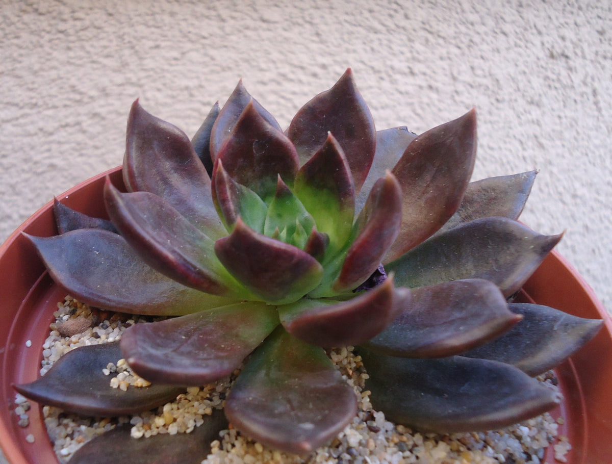 Echeveria Black Prince