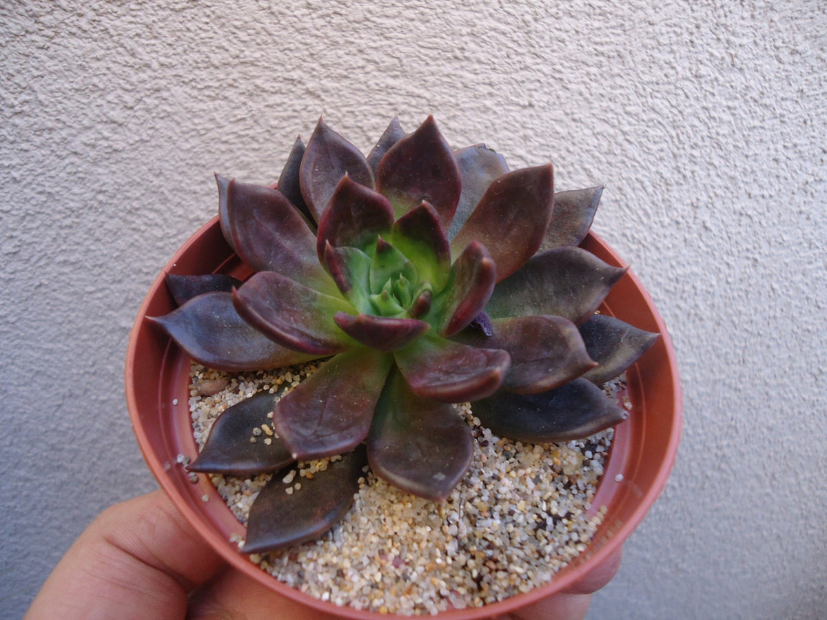Echeveria Black Prince succulent in pot