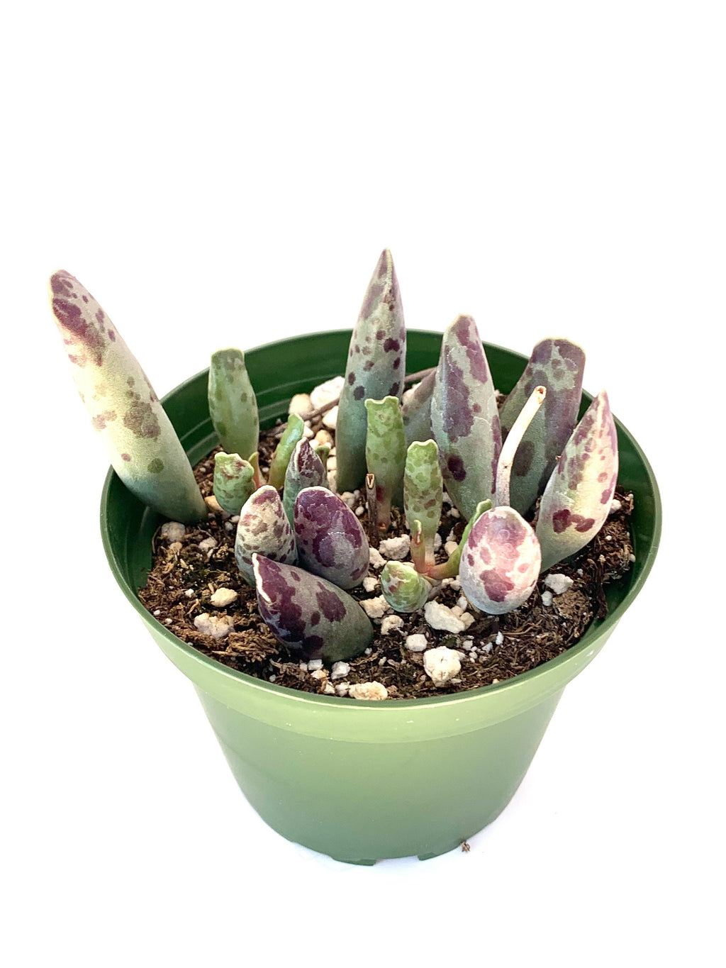 Plover Eggs Adromischus festivus