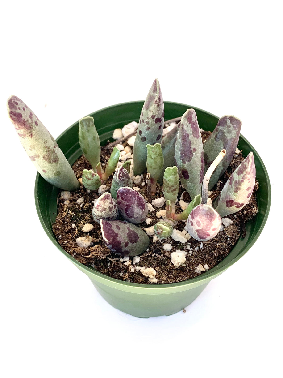 Plover Eggs Adromischus festivus