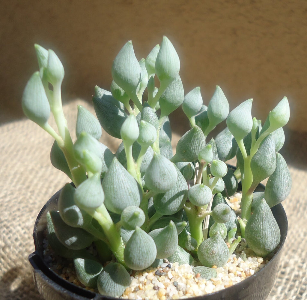 String of Lemons (Senecio citriformis), 4-Inch Pot — original Etsy listing photo 1