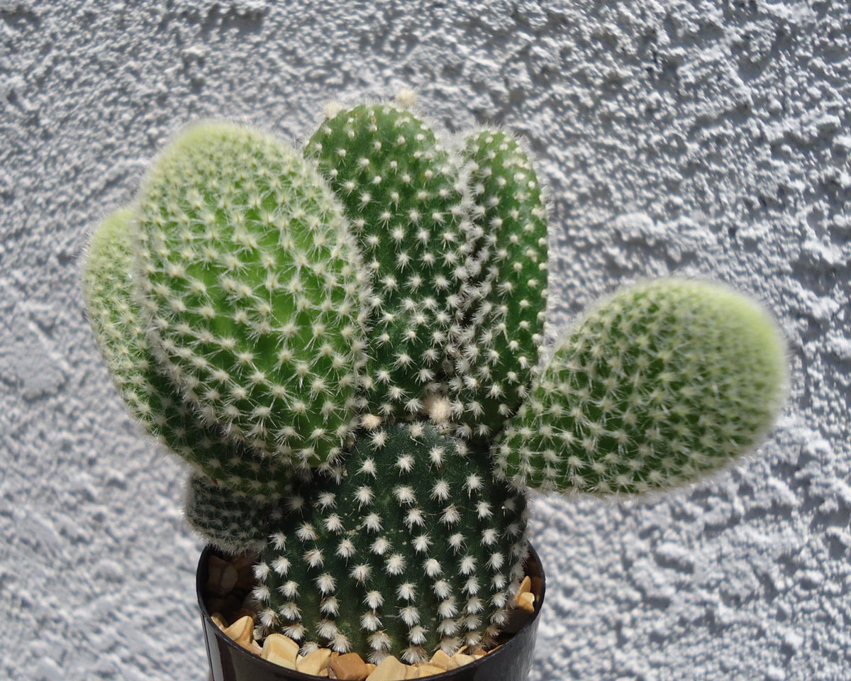 Angel Wings Cactus Opuntia Microdasys, 4" Pot