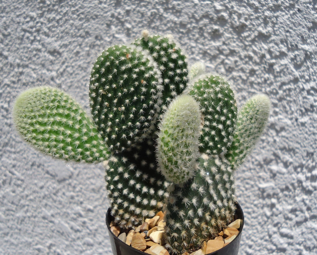 Angel Wings Cactus Opuntia Microdasys, 4" Pot